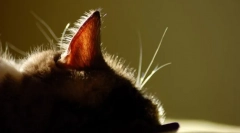 Як очистити вуха cat: корисні рекомендації